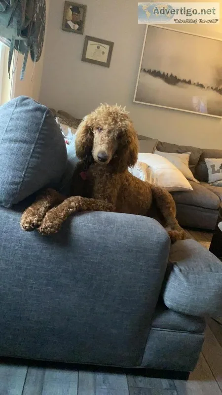 AKC Red Standard Poodle