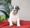 Registered French Bulldog puppies