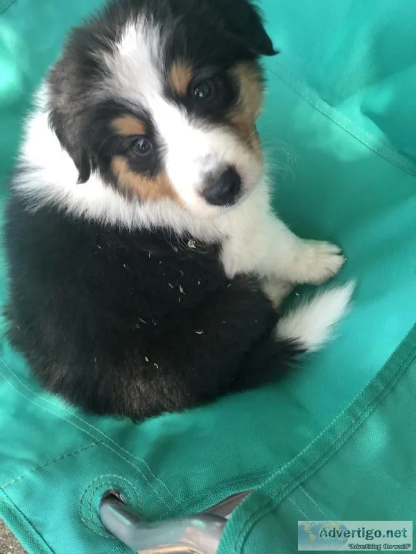 Border Colin puppy