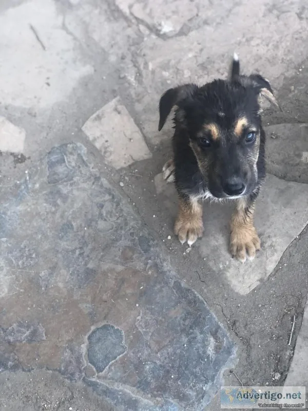 Australian Shepard