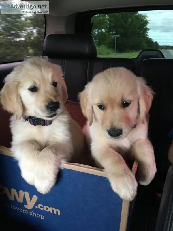 Stunning Golden Retriever Puppies.