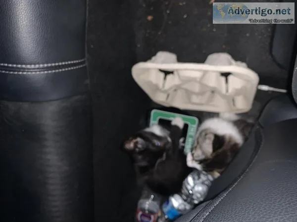 2 small kittens