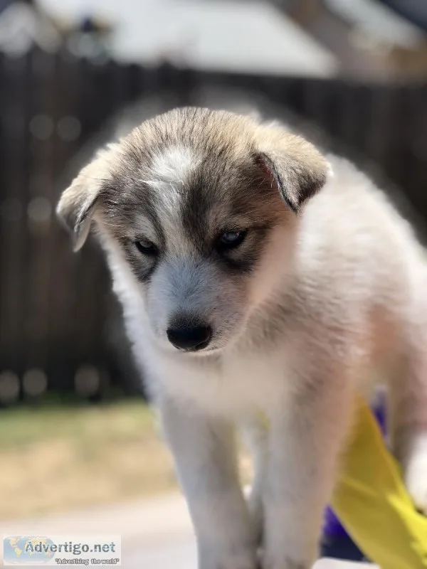 Husky puppies