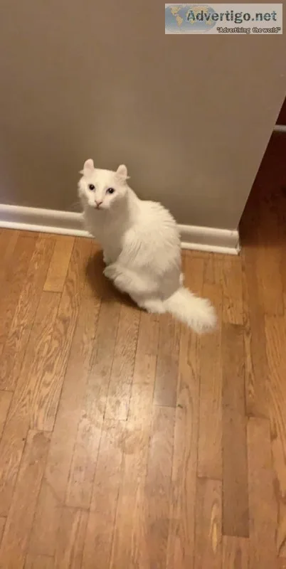 Alpine Lynx Cat