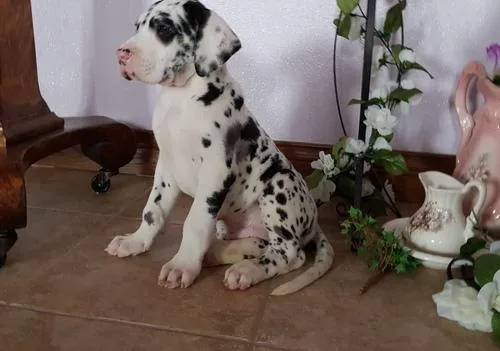 Beautiful Harlequin Great Dane puppies.