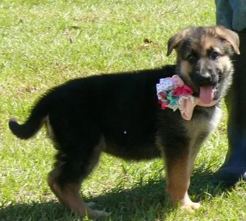Ch. Bloodline German Shepherd Puppies Available