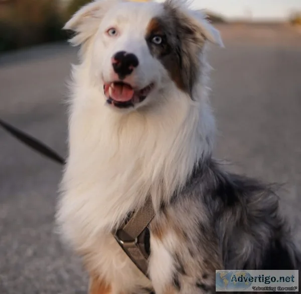 BLUE MERLE AUSTRALIAN SHEPHERD FULL BREED