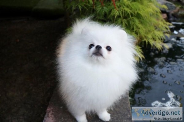 Top Quality Registered Pomeranian