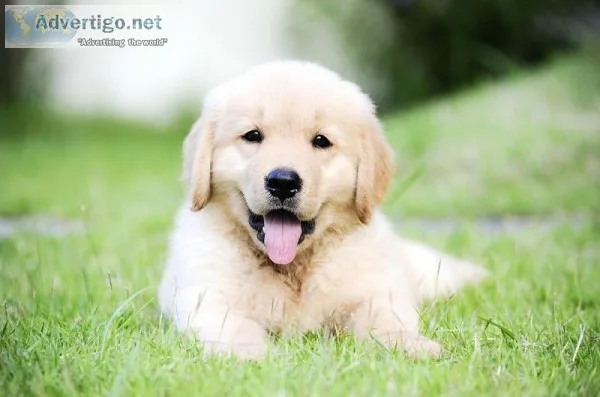 lawn care professionals near me  emeraldlawncareinc.c om