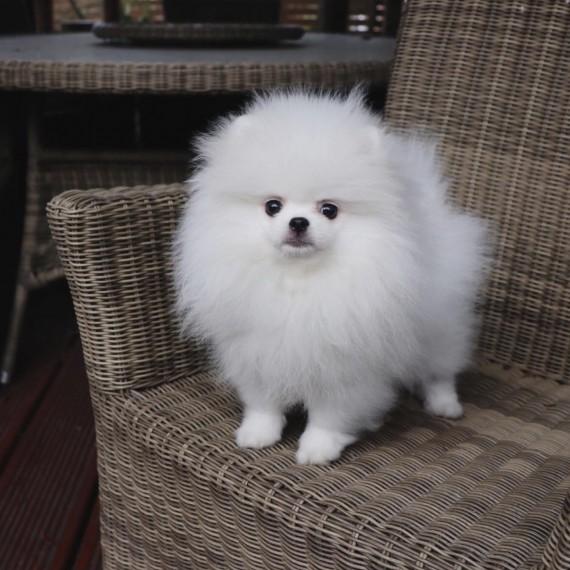 Priceless White Pomeranian Puppy For Adoption