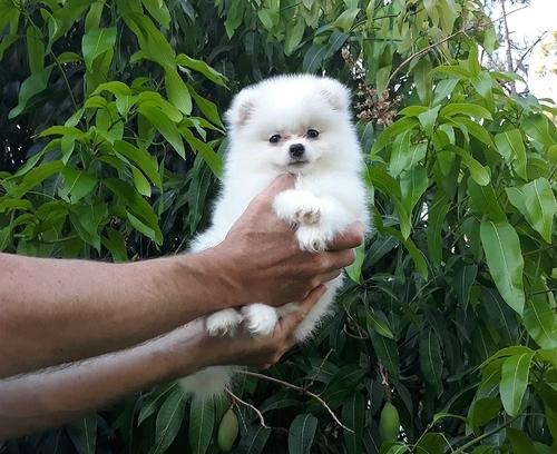 Crystal Tiny Pom Puppies
