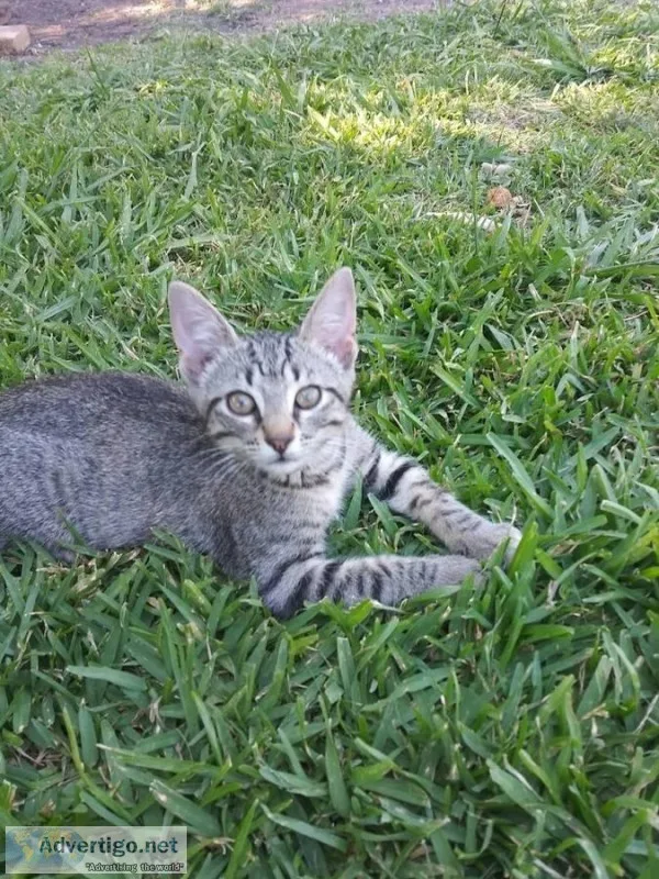 Cute and Cuddly Kittens