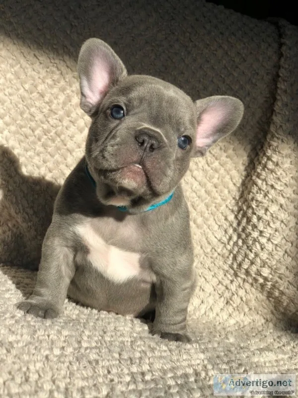 French bulldog puppies