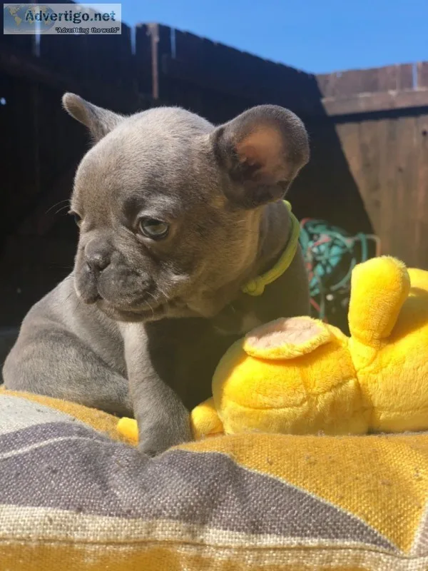 French bulldog puppies