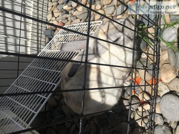 Free Bunny