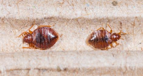 Bed Bugs Extermination in Mississauga