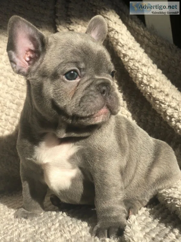 French bulldog puppies