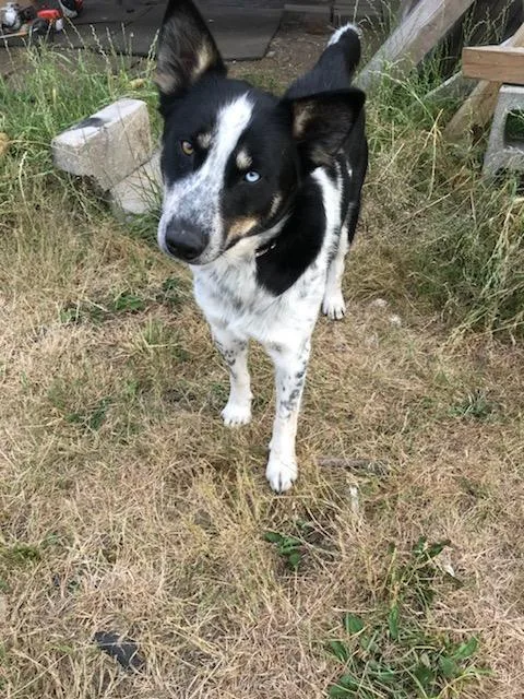 Free young dog