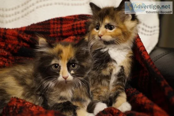 Calico Kittens