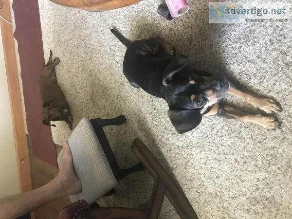 Free to good home