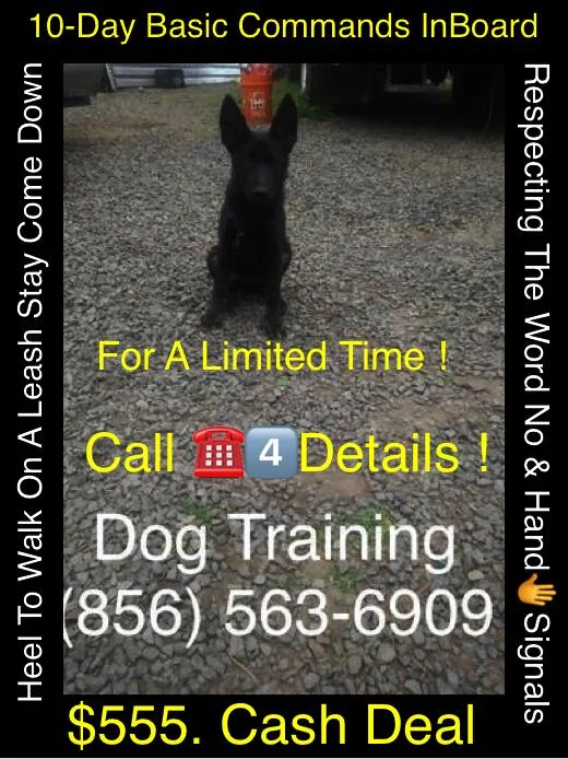 Dogs  training commands