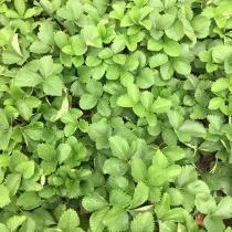 Strawberry Plants