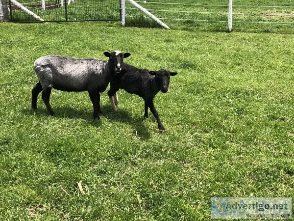 Boarding for 5 sheep near Arena WI