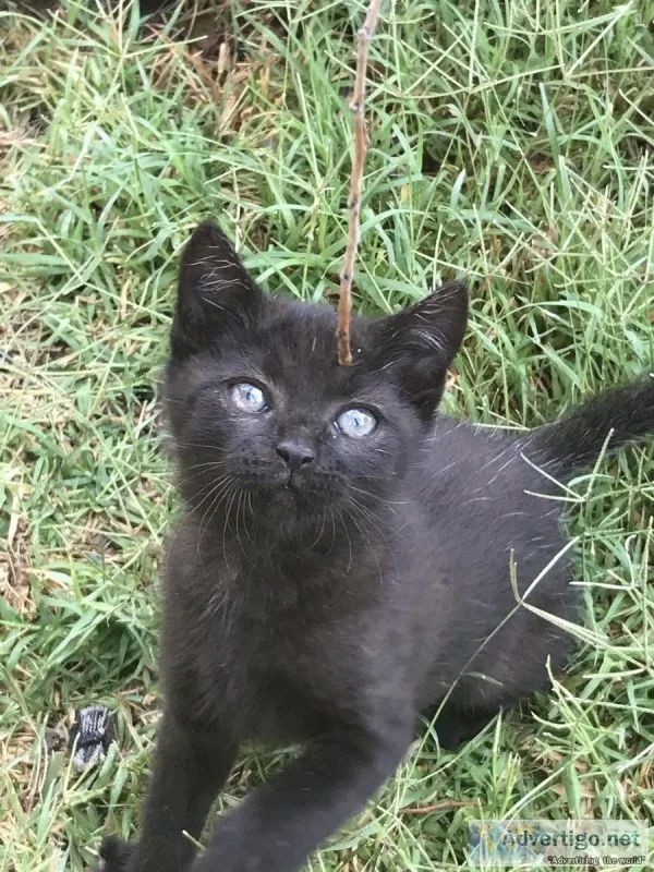Free Kitten