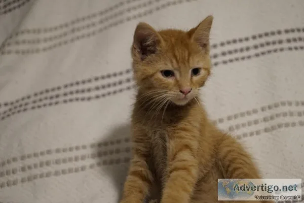 Kitten