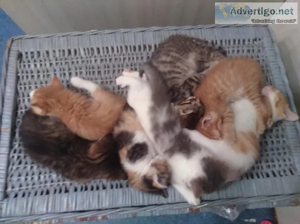 Kittens