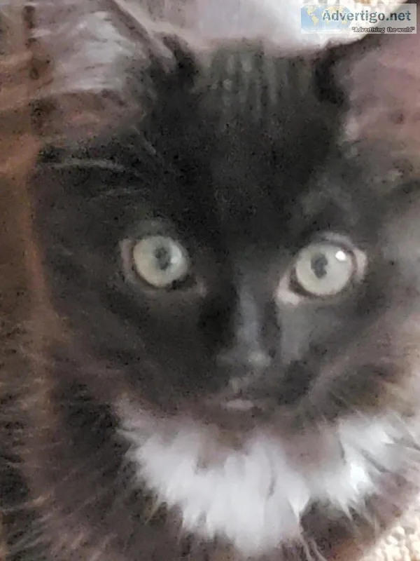 Free fabulous therapy kittens