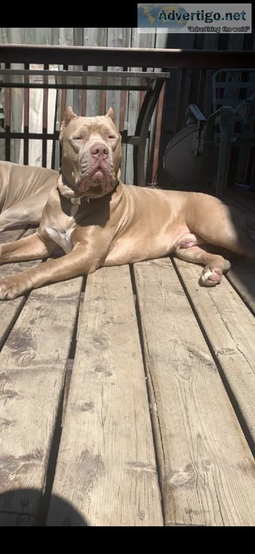3 American bully&rsquos for studd