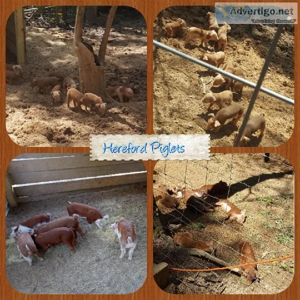 Hereford Piglets