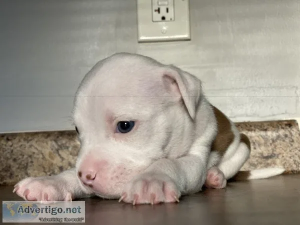 8 Week Puppies- Ready for new homes