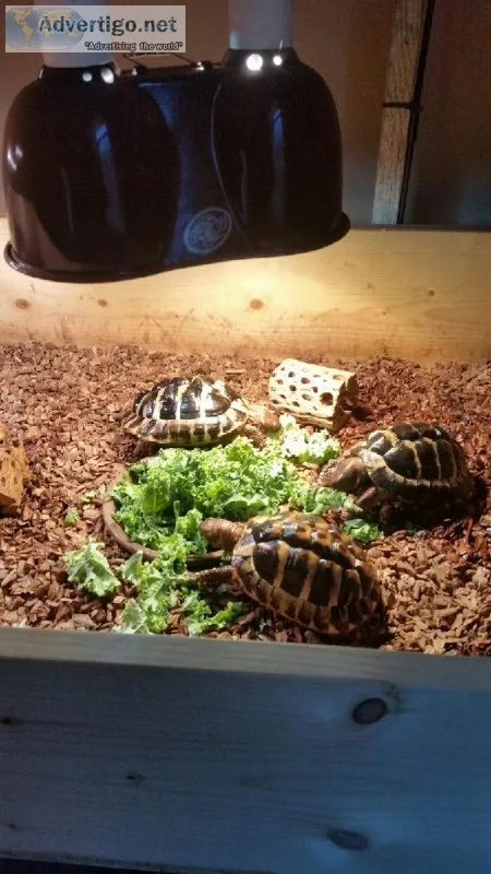 Hermann s Tortoise s x3