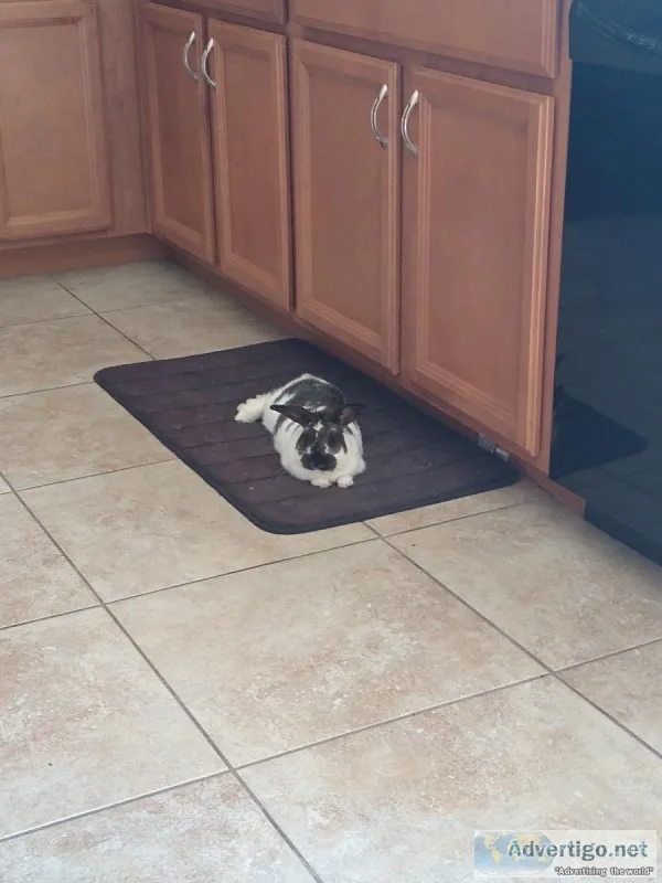 Re-homing bunny