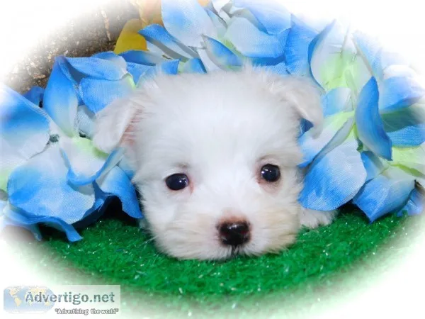 Havanese puppy nonshedding/allergy free