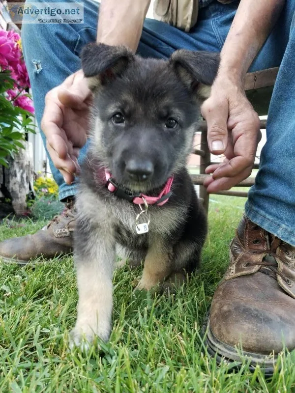 German Shepherd Puppies