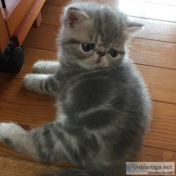 Exotic kittens