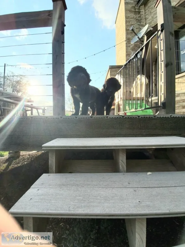 Purebred Newfoundland puppies 4 months