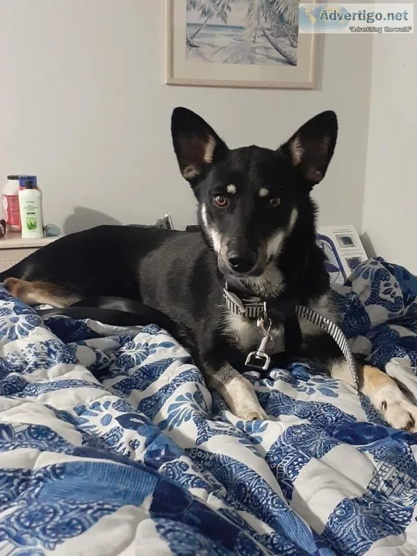Dog for sale