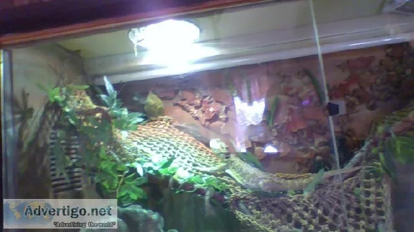 bearded dragon
