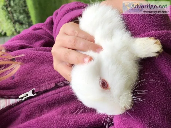 Rabbits Dimesticated Mixed - Cute