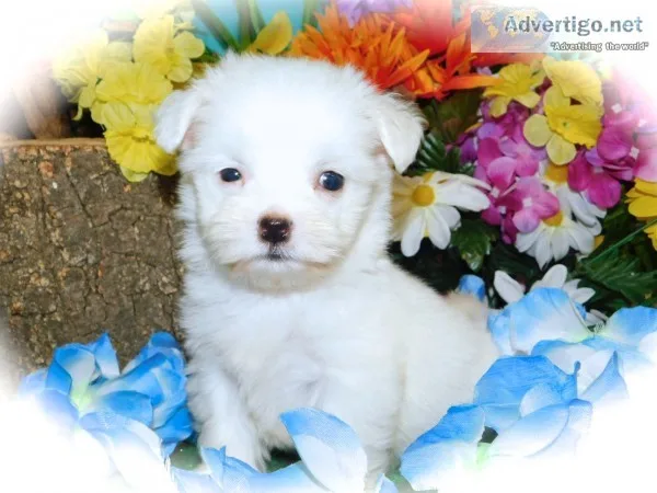 Havanese puppy nonshedding/allergy free