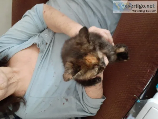 Kittens