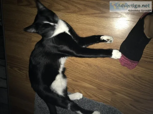 Free kitten to a good home