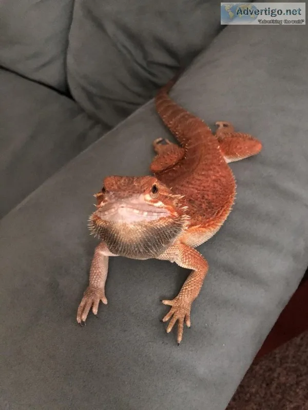 Red Sub-Adult Male Bearded Dragon w Terrarium