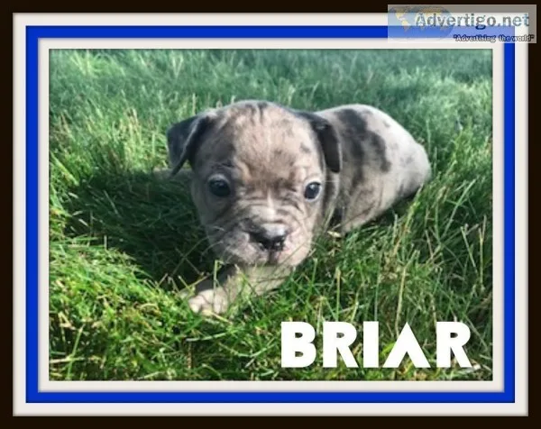 Briar Male Frenchton