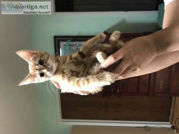 Kittens looking for forever homes