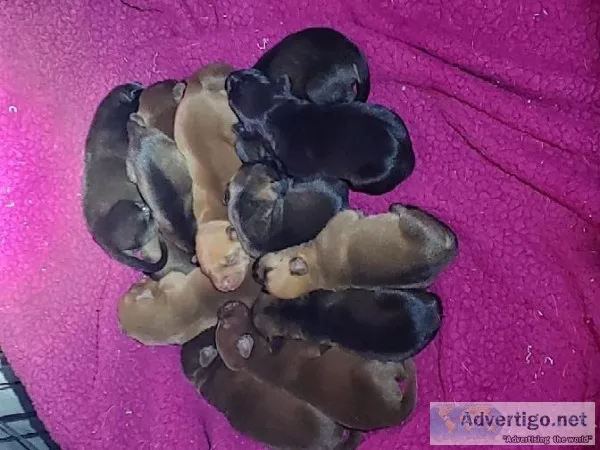 Pit mastiff Pyrenees puppies